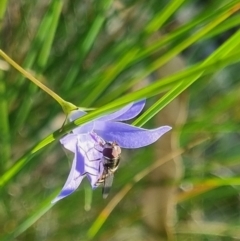 Melangyna sp. (genus) (Hover Fly) at QPRC LGA - 24 Mar 2024 by clarehoneydove