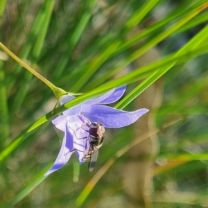 Melangyna sp. (genus) at QPRC LGA - suppressed