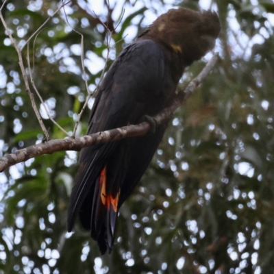 Calyptorhynchus lathami lathami (Glossy Black-Cockatoo) at Mogo State Forest - 29 Mar 2024 by LisaH
