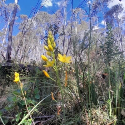 Bulbine glauca (Rock Lily) at Cotter River, ACT - 19 Nov 2023 by Venture