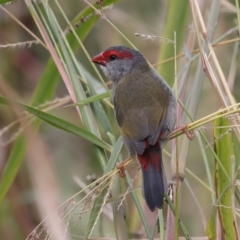 Neochmia temporalis (Red-browed Finch) at Fyshwick, ACT - 27 Mar 2024 by jb2602
