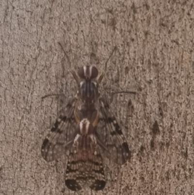 Euprosopia sp. (genus) (Signal fly) at QPRC LGA - 29 Mar 2024 by clarehoneydove