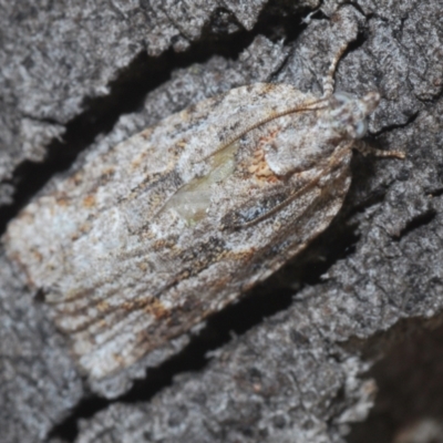 Acropolitis excelsa (A Tortricid moth) at Denman Prospect, ACT - 27 Mar 2024 by Harrisi