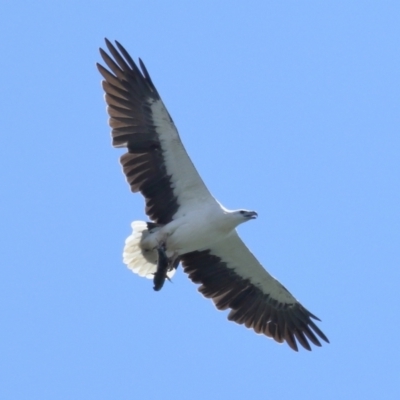 Icthyophaga leucogaster (White-bellied Sea-Eagle) at Cleveland, QLD - 29 Mar 2024 by TimL