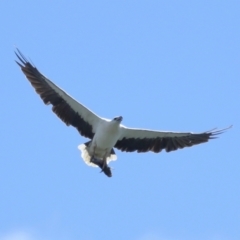 Icthyophaga leucogaster at Cleveland, QLD - 29 Mar 2024 11:35 AM