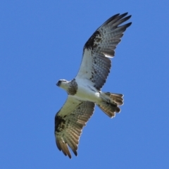 Pandion haliaetus (Osprey) at Cleveland, QLD - 29 Mar 2024 by TimL