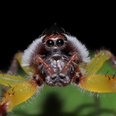 Unidentified Jumping or peacock spider (Salticidae) at Brisbane City, QLD - 30 Mar 2024 by TimL