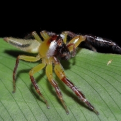 Mopsus mormon at Brisbane City Botanic Gardens - 30 Mar 2024 11:24 AM