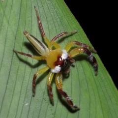 Mopsus mormon at Brisbane City Botanic Gardens - 30 Mar 2024 11:24 AM