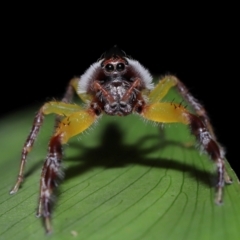 Mopsus mormon at Brisbane City Botanic Gardens - 30 Mar 2024 11:24 AM