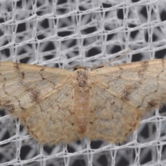 Idaea halmaea (Two-spotted Wave) at QPRC LGA - 30 Mar 2024 by DianneClarke