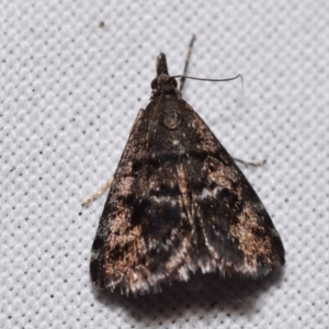 Heliothela (genus) at QPRC LGA - 30 Mar 2024