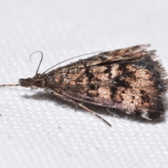 Heliothela (genus) at QPRC LGA - 30 Mar 2024