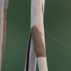 Paralaea porphyrinaria at Higgins Woodland - 30 Mar 2024 05:36 PM