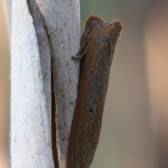 Paralaea porphyrinaria at Higgins Woodland - 30 Mar 2024 05:36 PM