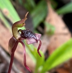 Chiloglottis reflexa (Short-clubbed Wasp Orchid) at Rossi, NSW - 16 Feb 2024 by Tapirlord