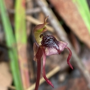 Chiloglottis reflexa at QPRC LGA - 16 Feb 2024