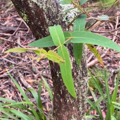 Eucalyptus nitens (Shining Gum) at QPRC LGA - 16 Feb 2024 by Tapirlord