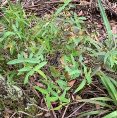 Eucalyptus nitens at suppressed - 16 Feb 2024