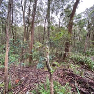 Eucalyptus nitens at suppressed - suppressed