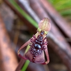 Chiloglottis reflexa (Short-clubbed Wasp Orchid) at QPRC LGA - 16 Feb 2024 by Tapirlord