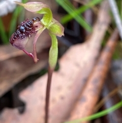 Chiloglottis reflexa at QPRC LGA - 16 Feb 2024