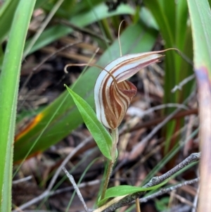 Diplodium coccinum at QPRC LGA - suppressed