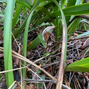 Diplodium coccinum at QPRC LGA - suppressed