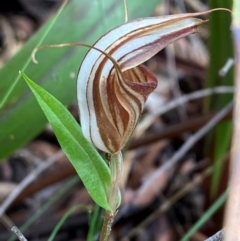 Diplodium coccinum at QPRC LGA - suppressed