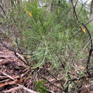 Exocarpos strictus at QPRC LGA - 16 Feb 2024