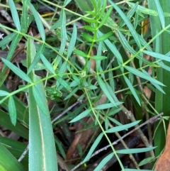 Polyscias sambucifolia subsp. Short leaflets (V.Stajsic 196) Vic. Herbarium at QPRC LGA - 16 Feb 2024 02:48 PM