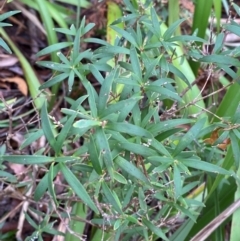 Leucopogon affinis (Lance Beard-heath) at QPRC LGA - 16 Feb 2024 by Tapirlord