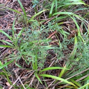 Leucopogon affinis at QPRC LGA - 16 Feb 2024 02:46 PM