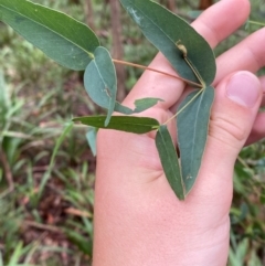 Eucalyptus nitens (Shining Gum) at Rossi, NSW - 16 Feb 2024 by Tapirlord