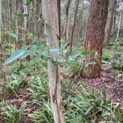 Eucalyptus nitens at suppressed - suppressed