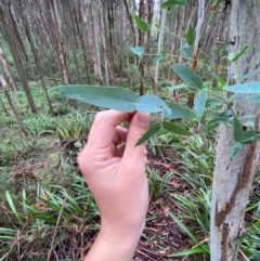 Eucalyptus nitens at suppressed - 16 Feb 2024