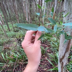 Eucalyptus nitens at suppressed - suppressed