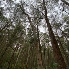 Eucalyptus nitens at suppressed - suppressed