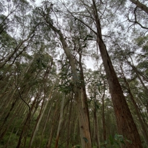 Eucalyptus nitens at suppressed - suppressed