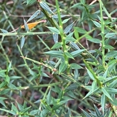 Daviesia ulicifolia subsp. ruscifolia (Broad-leaved Gorse Bitter Pea) at Rossi, NSW - 16 Feb 2024 by Tapirlord