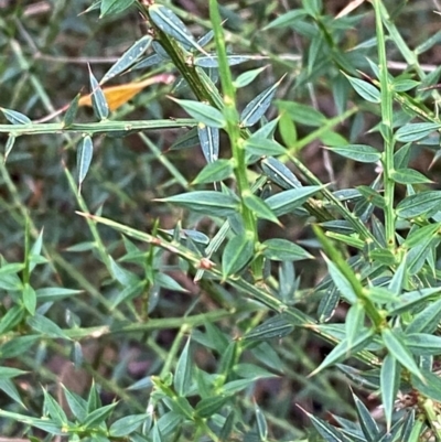 Daviesia ulicifolia subsp. ruscifolia (Broad-leaved Gorse Bitter Pea) at Rossi, NSW - 16 Feb 2024 by Tapirlord