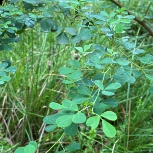 Goodia lotifolia at QPRC LGA - 16 Feb 2024 02:34 PM