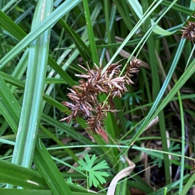 Cyperus lucidus (Leafy Flat Sedge) at Rossi, NSW - 16 Feb 2024 by Tapirlord