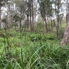 Cyperus lucidus at QPRC LGA - 16 Feb 2024