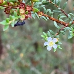 Baeckea utilis (Mountain Baeckea) at Rossi, NSW - 16 Feb 2024 by Tapirlord