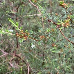 Baeckea utilis at QPRC LGA - 16 Feb 2024