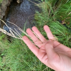 Poa helmsii at QPRC LGA - 16 Feb 2024