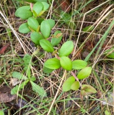 Persoonia asperula (Geebung) at QPRC LGA - 16 Feb 2024 by Tapirlord