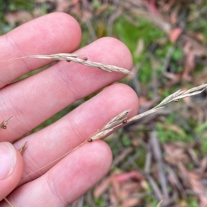 Hookerochloa eriopoda at QPRC LGA - 16 Feb 2024