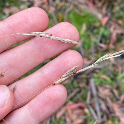 Hookerochloa eriopoda (Snow Fescue) at QPRC LGA - 16 Feb 2024 by Tapirlord